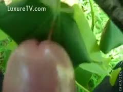 Ants betray the cock's head